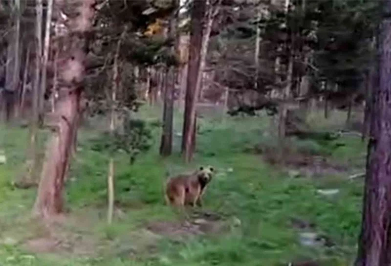 Boz ayının drondan kaçışı
