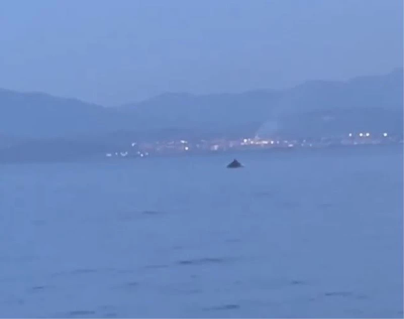 Bursa’da yunus balıklarının şovu kameralarda
