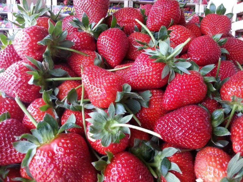 Uzun süren kış ve Rusya-Ukrayna savaşı çilek üretimini vurdu
