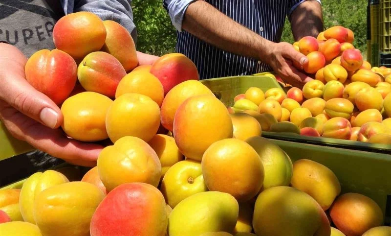 Kayısının altın yılı: Üreticinin yüzü iki kez güldü
