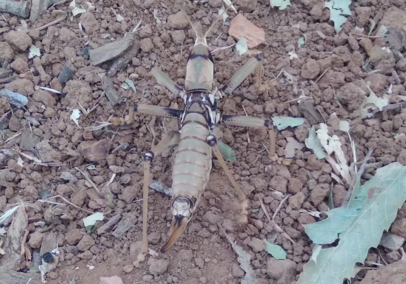 Çukurca’da dev çekirge görüntülendi
