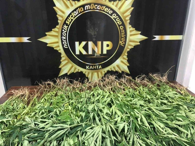 Adıyaman’da 167 kök kenevir ele geçirildi
