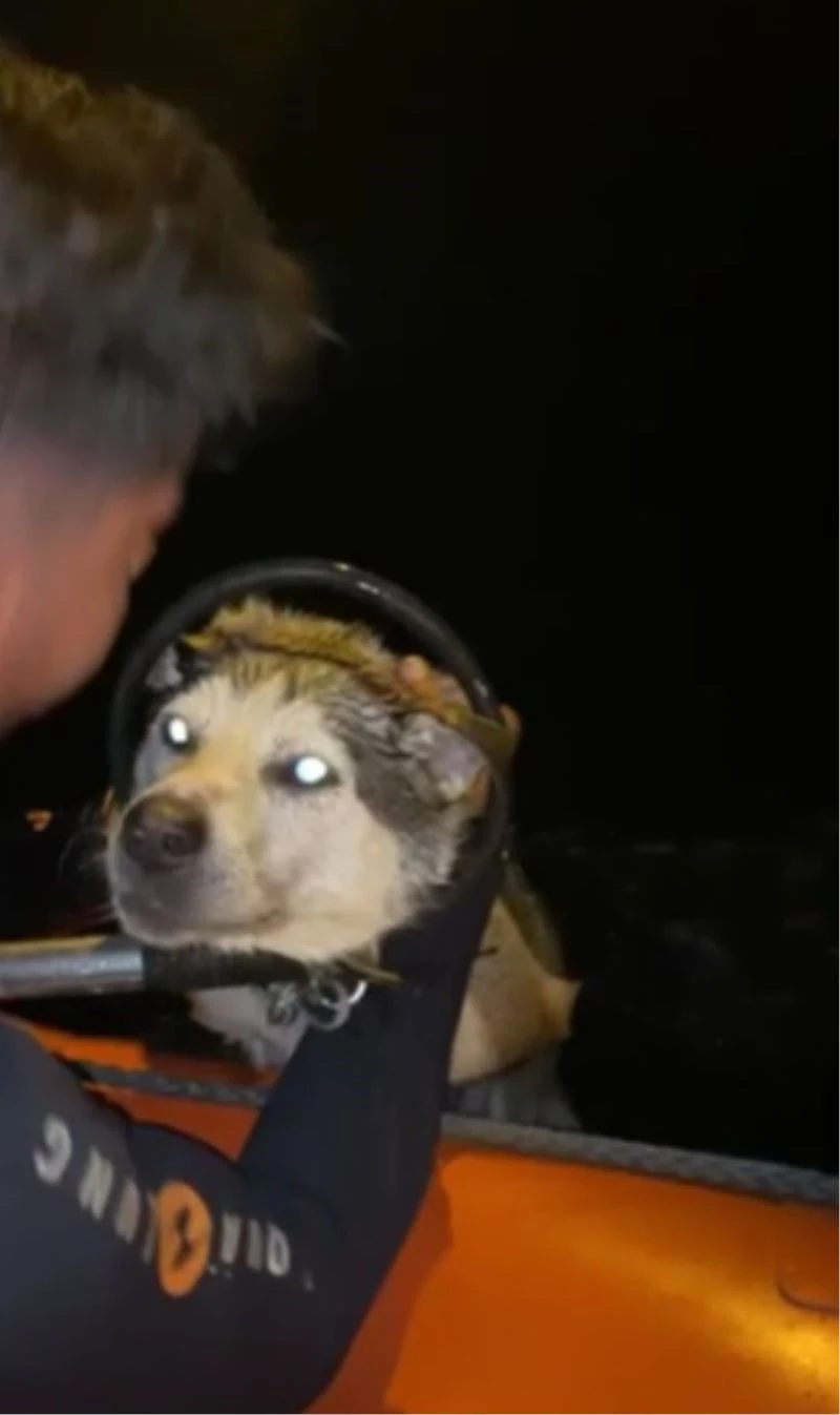 Denizde mahsur kalan köpeğe itfaiyeden kurtarma operasyonu
