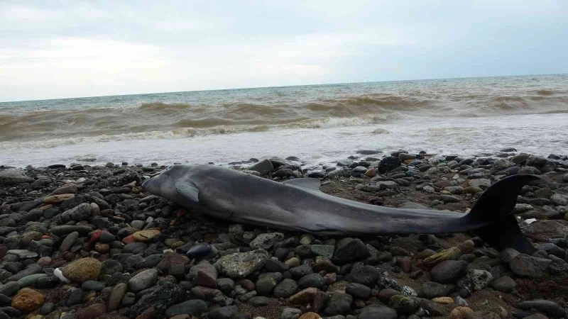 Kumsala vuran Yunus için çok uğraştılar ama dalga yüzünden başarılı olamadılar
