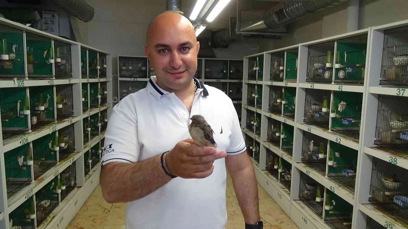 Şampiyon kanaryalar böyle yetişiyor
