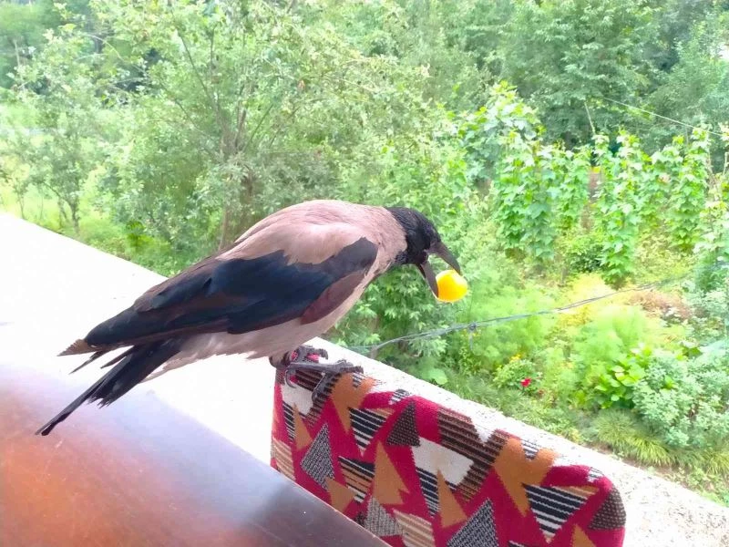 Rize’nin sempatik hırsızı
