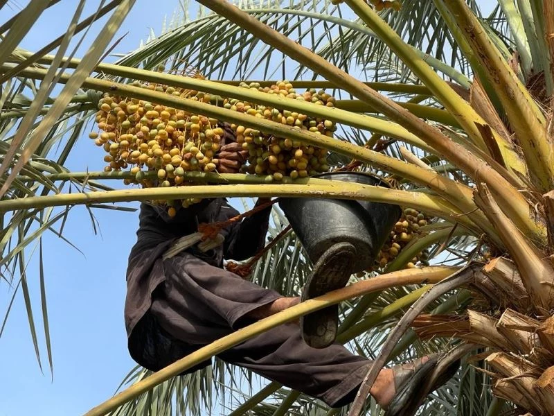 Medine’de hacılar hurmayı dalından topluyor
