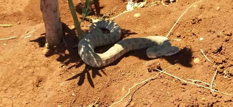 Engerek yılanına su içirmeye çalıştı
