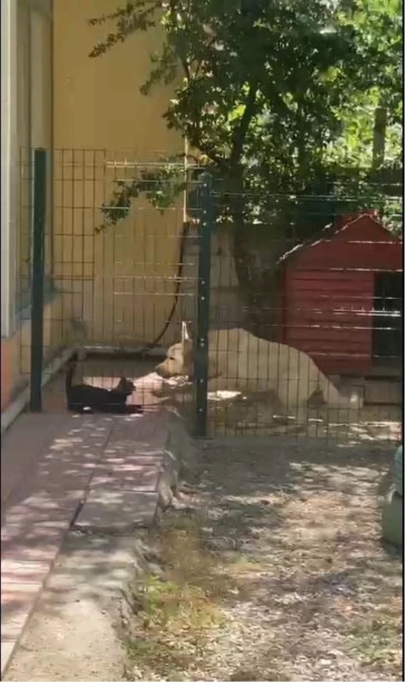 Köpeğin kulübesine giren kedi neye uğradığını şaşırdı
