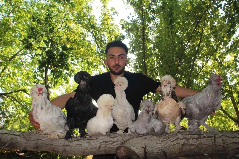 Bütün zamanını Osmanlı saray sultan tavuklarına adadı, 20’ye yakın renk oluşturdu
