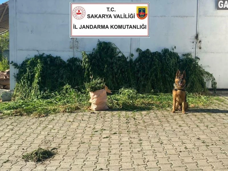 Sakarya’da 10 bin 476 kök kenevir ele geçirildi: 1 gözaltı
