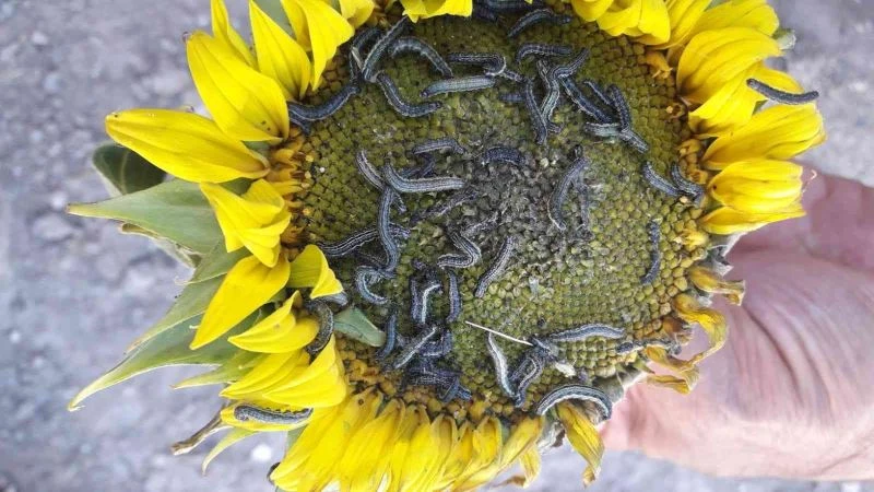 İstenmeyen misafir “çayır tırtılı” ile mücadele başladı
