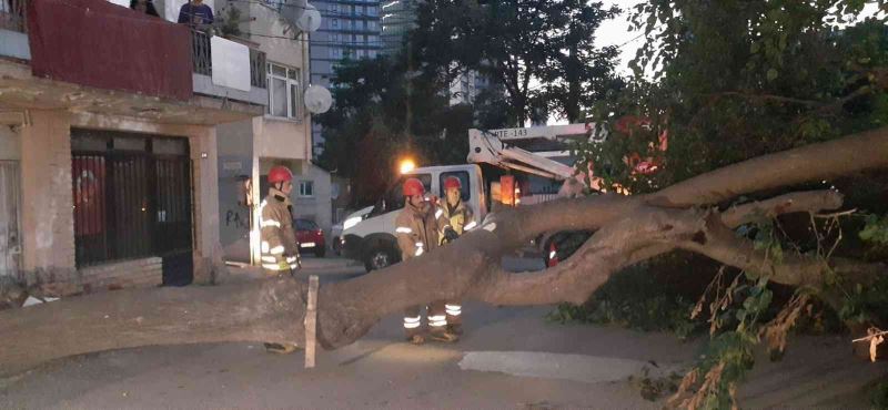 Kadıköy’de dut ağacı kökünden koparak devrildi

