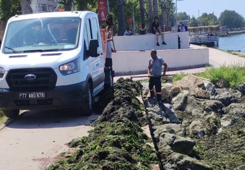 Yalova sahilinde yosun temizliği

