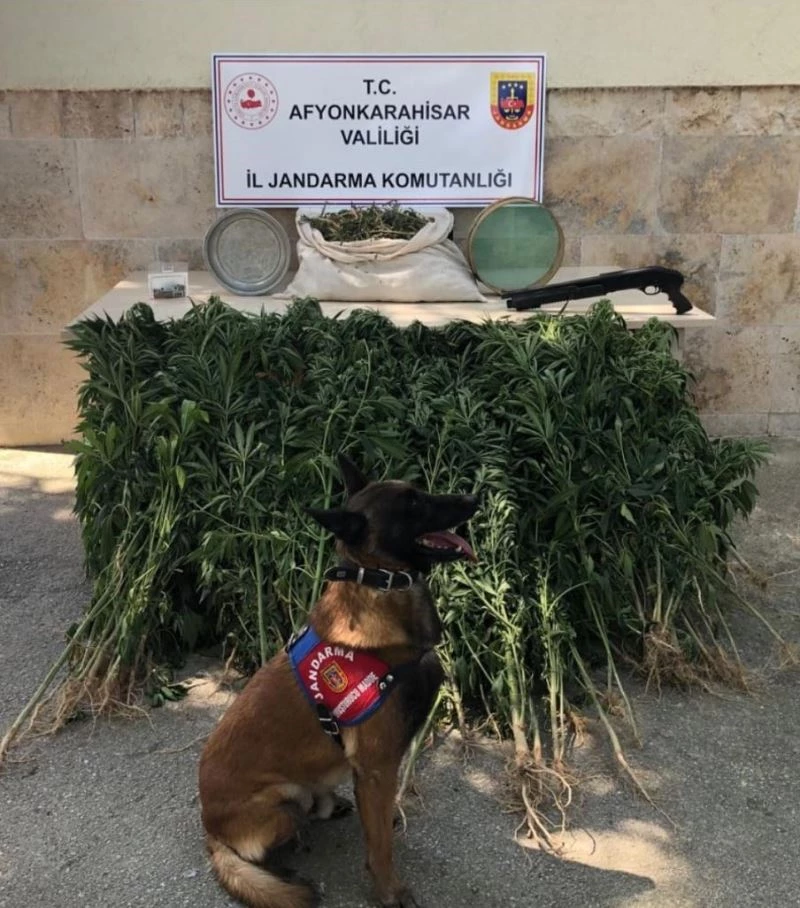 Eve yapılan baskında esrar ve kenevir ele geçirildi
