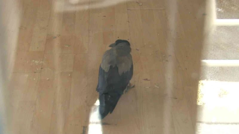 Kadıköy’de evde mahsur kalan karga için mahalleli seferber oldu
