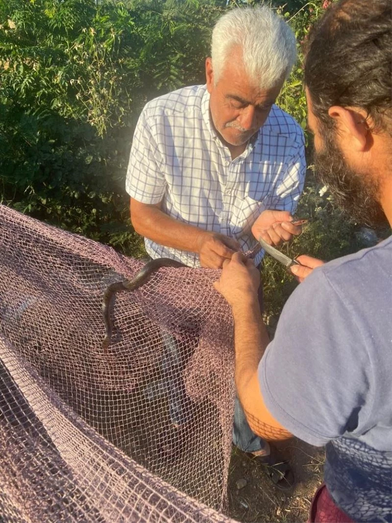 Yanan ormanların ardından Manavgat’ta yılan hareketliliği
