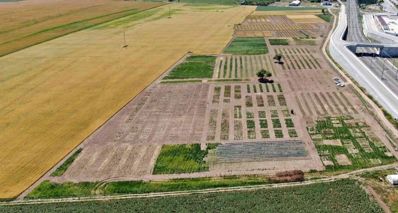 Sivas’ta tahıl, baklagiller ve yem bitkilerinde yapılan yerli ve milli ıslah çalışmaları dışa bağımlılığı bitirecek
