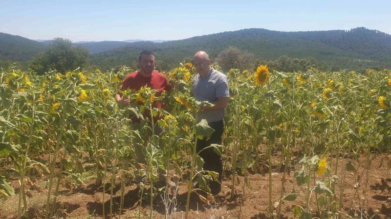 Bursa’da tarım alanlarında tırtıl istilası
