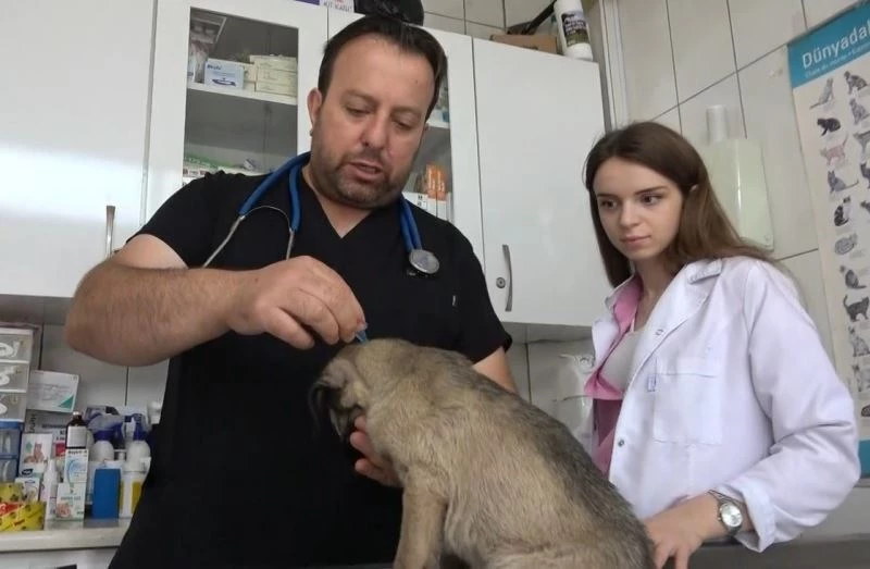 Uzmanlardan kenelerin evcil hayvanlarla yayılmasına karşı uyarı
