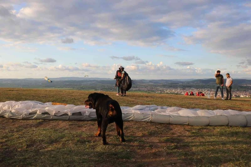 Uçmayı seven köpek Sakarya semalarında işte böyle dolaştı
