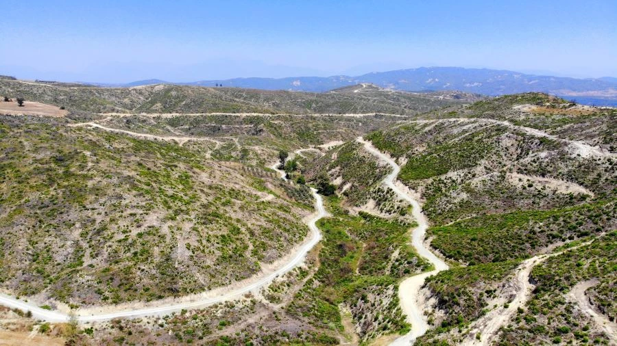 Geçen yıl yanan ormanlık alan küllerinden yeniden doğdu