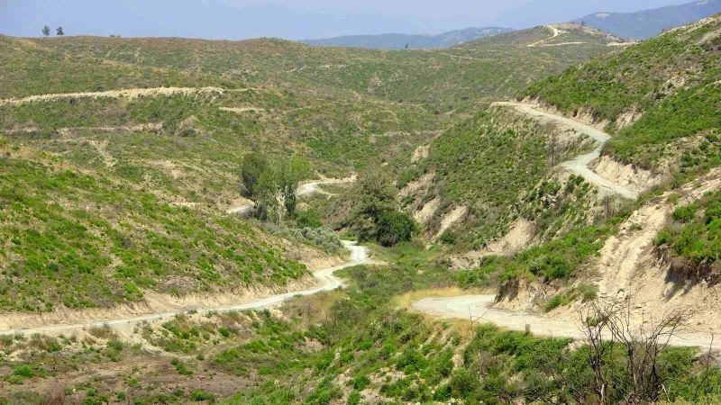 Geçen yıl yanan ormanlık alan küllerinden yeniden doğdu
