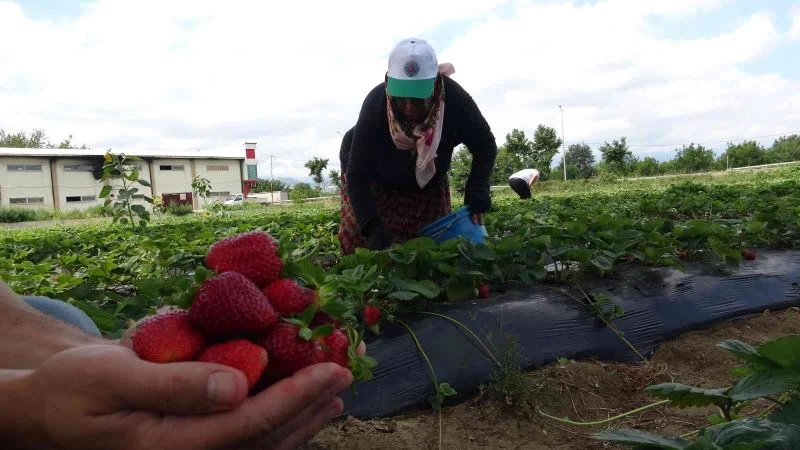 (Özel) Bursa’da yediveren hasat...
