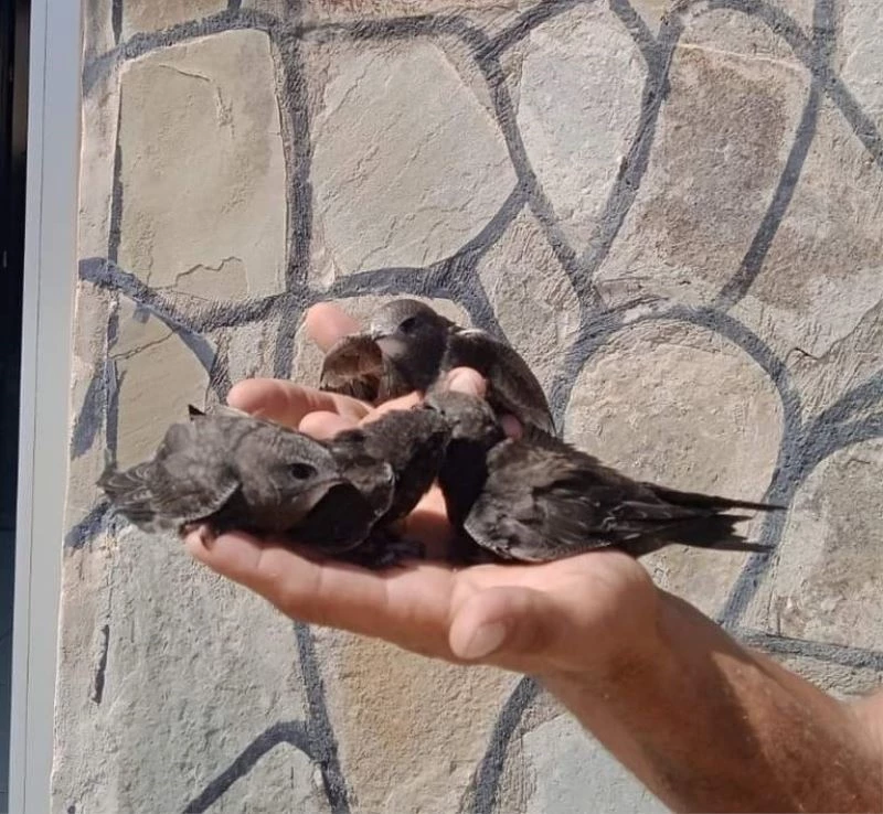 Tedavileri tamamlanan Ebabil kuşları doğaya bırakıldı
