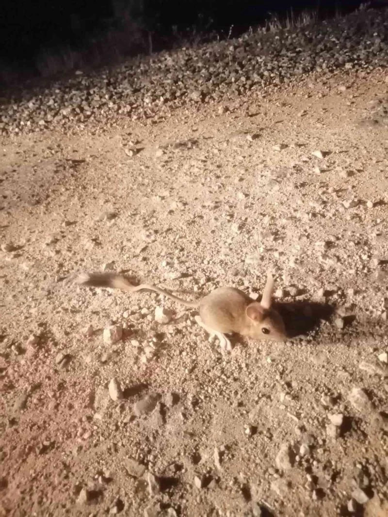 Elazığ’da IUCN’nin ’kırmızı’ listesinde bulunan Arap tavşanı görüntülendi
