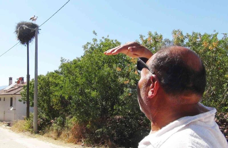 Muhtarın gözü leyleklerde
