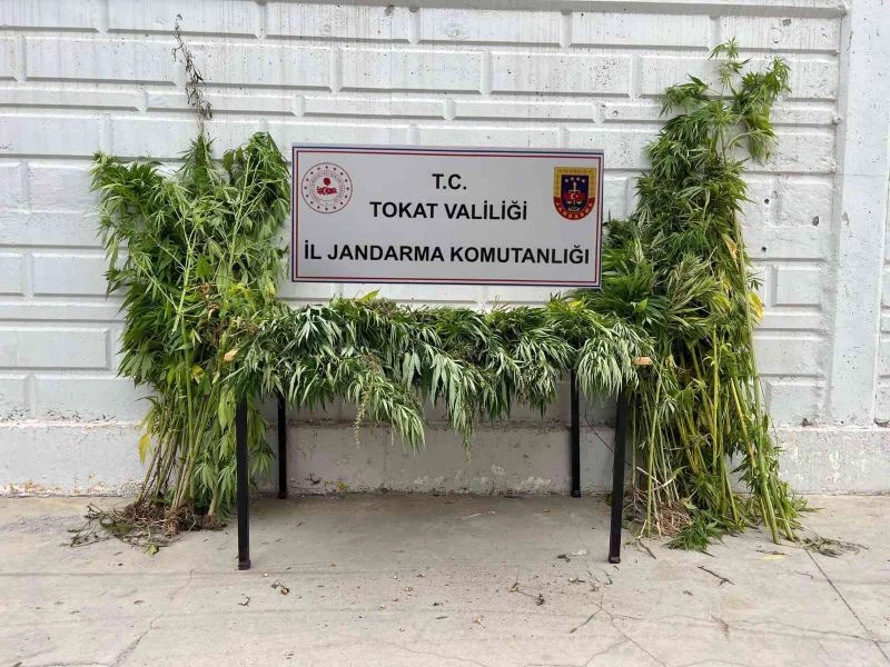 Yakalanacağını anlayınca 250 kilogram esrarı Kelkit çayına döktü
