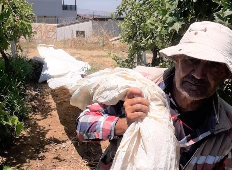 Aşırı sıcaklıklara rağmen üreticiler iş başında
