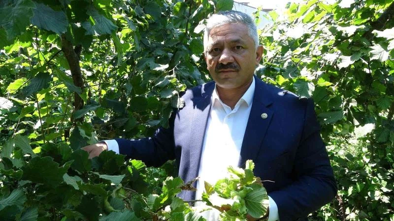 Cumhurbaşkanı, fındık fiyatını Ordu’da açıklayacak
