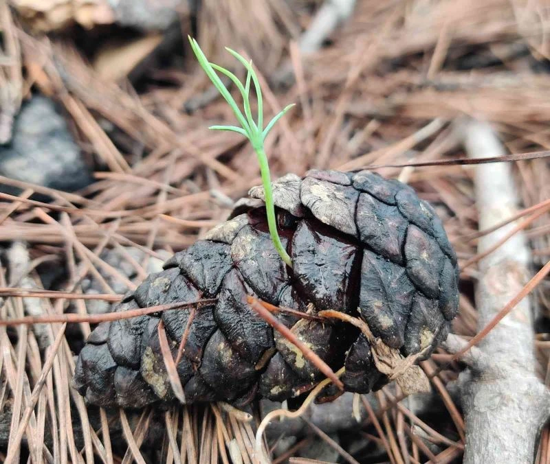 Manavgat 4-5 yıl içinde yeşil görünümüne kavuşacak
