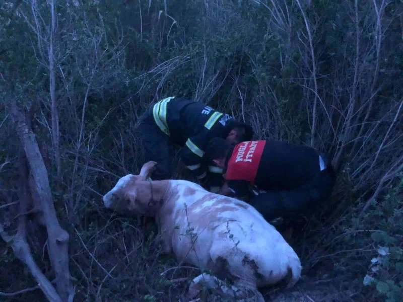 Seydikemer’de çukurda mahsur kalan inek kurtarıldı
