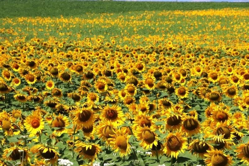 Ayçiçeği ve buğday rekoltesinde atış bekleniyor
