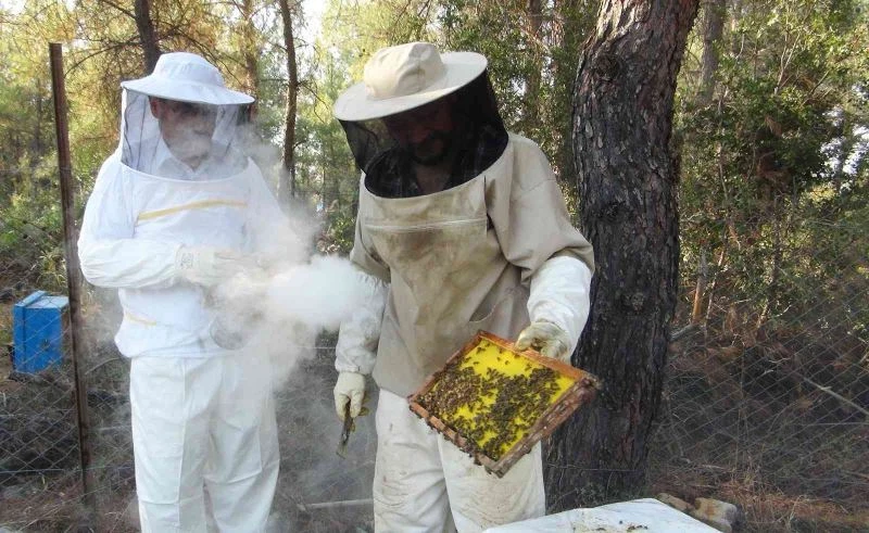 Üniversite kampüsünde organik arıcılık
