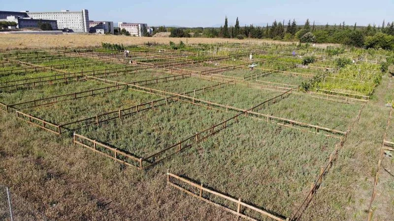 Üniversite personeli ekolojik bahçelerde doğa ile bütünleşiyor

