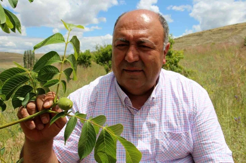 Bu beldede her hanenin bir dikili ağacı var

