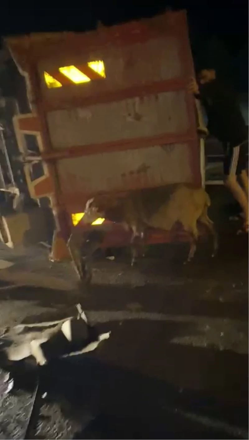 Kurbanlıkları taşıyan kamyonet devrildi, 15 hayvan telef oldu
