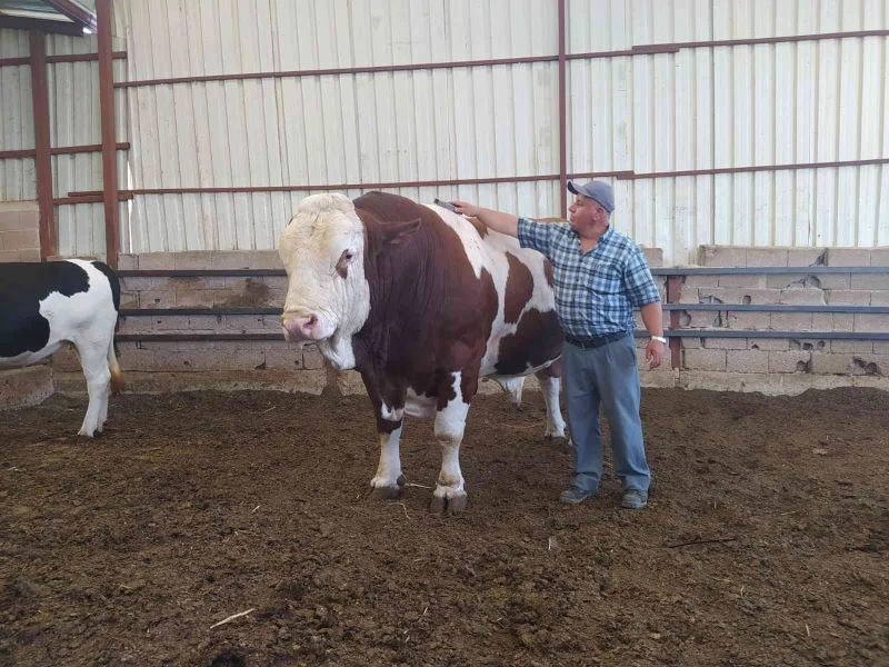 1,7 tonluk boğayı alana koç hediye edecek
