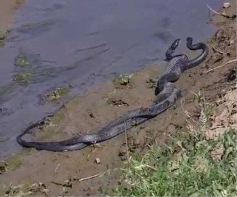 Bingöl’de 1,5 metrelik yılanların dansı görüntülendi
