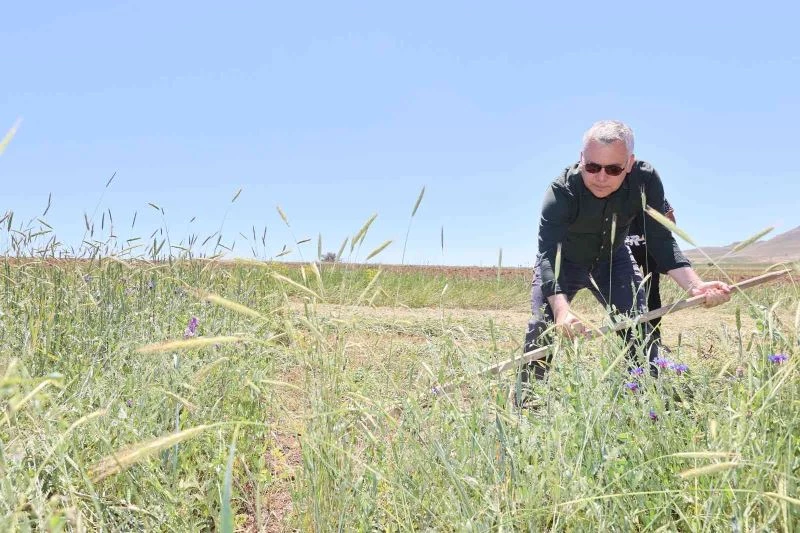 Vali Şimşek, traktör ve tırpanla hasat yaptı
