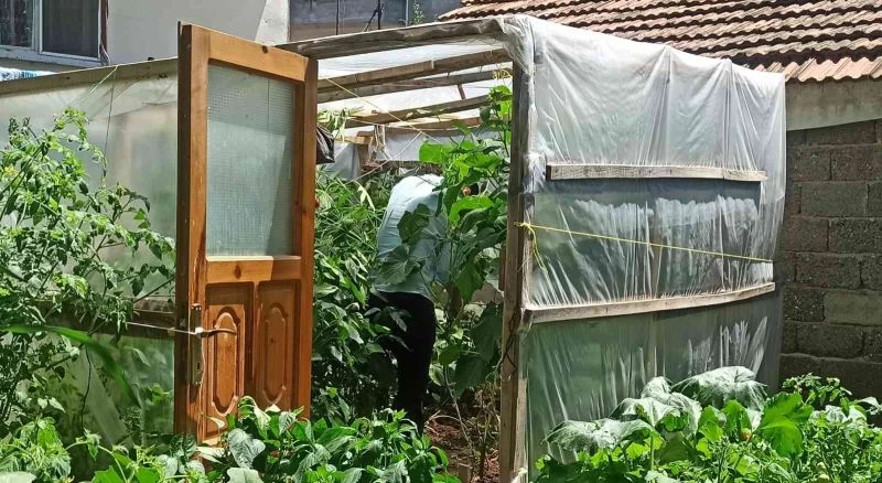 Bahçesinde dişi Hint keneviri yetiştiren şahsa gözaltı
