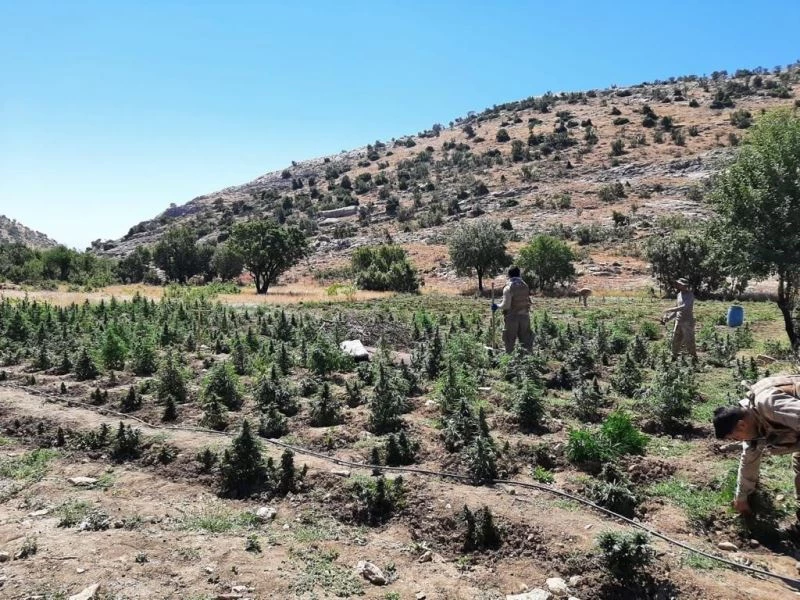 51 noktada gerçekleştirilen operasyonda 665 bin 736 kök kenevir ele geçirildi
