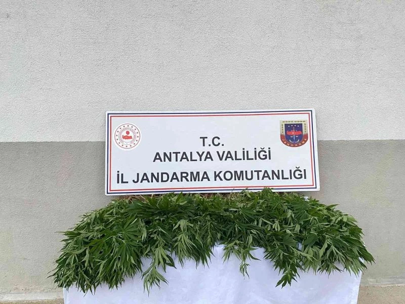 Tapulu arazilerinde kenevir yetiştiren şüpheliler yakalandı
