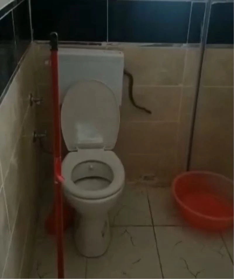 Yüzünü yıkamak istedi, banyosunda yılanla karşılaştı
