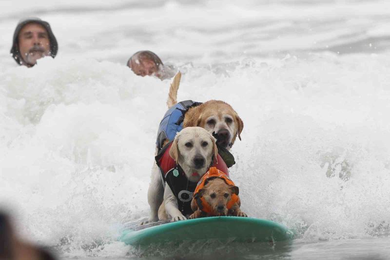 Dünya Köpek Sörfü Şampiyonası’nda renkli görüntüler yaşandı
