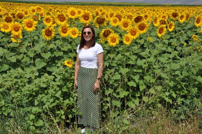 Kars’ta tarlalar sarıya boyandı
